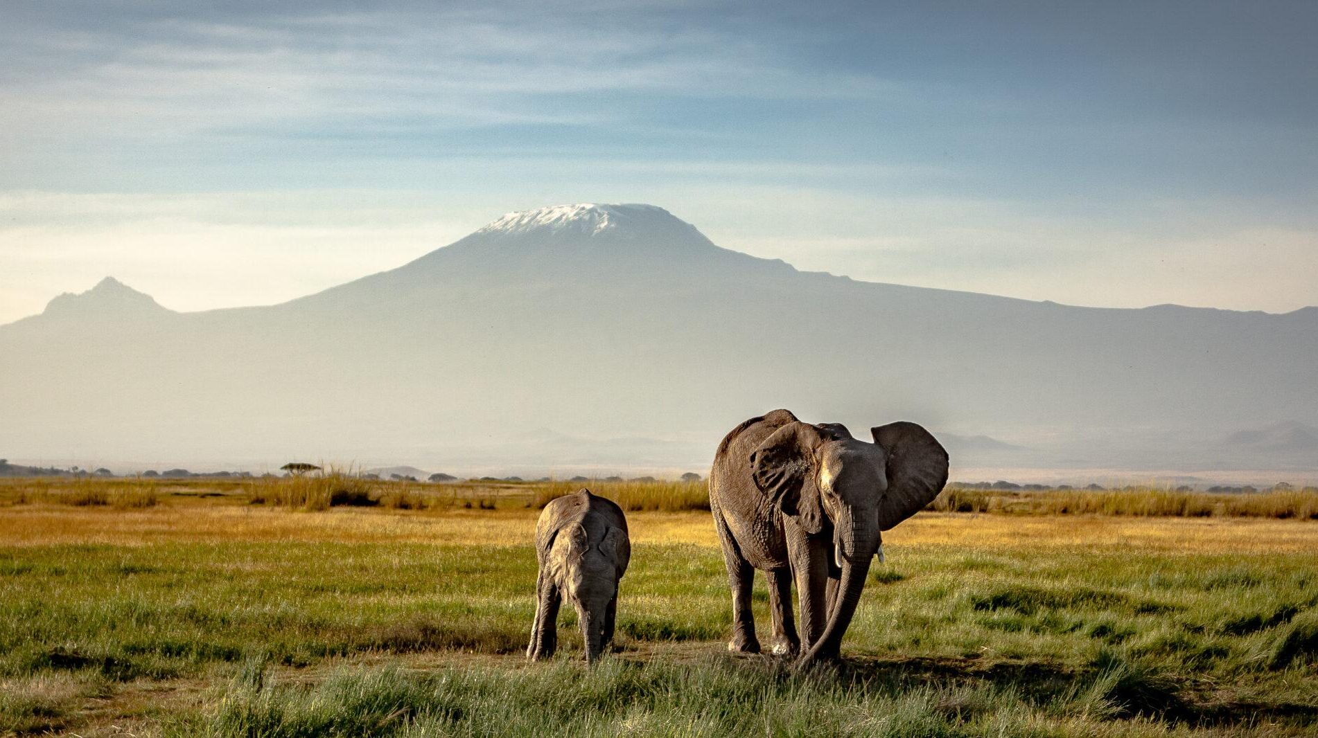 a qui donner pour la planète et les animaux