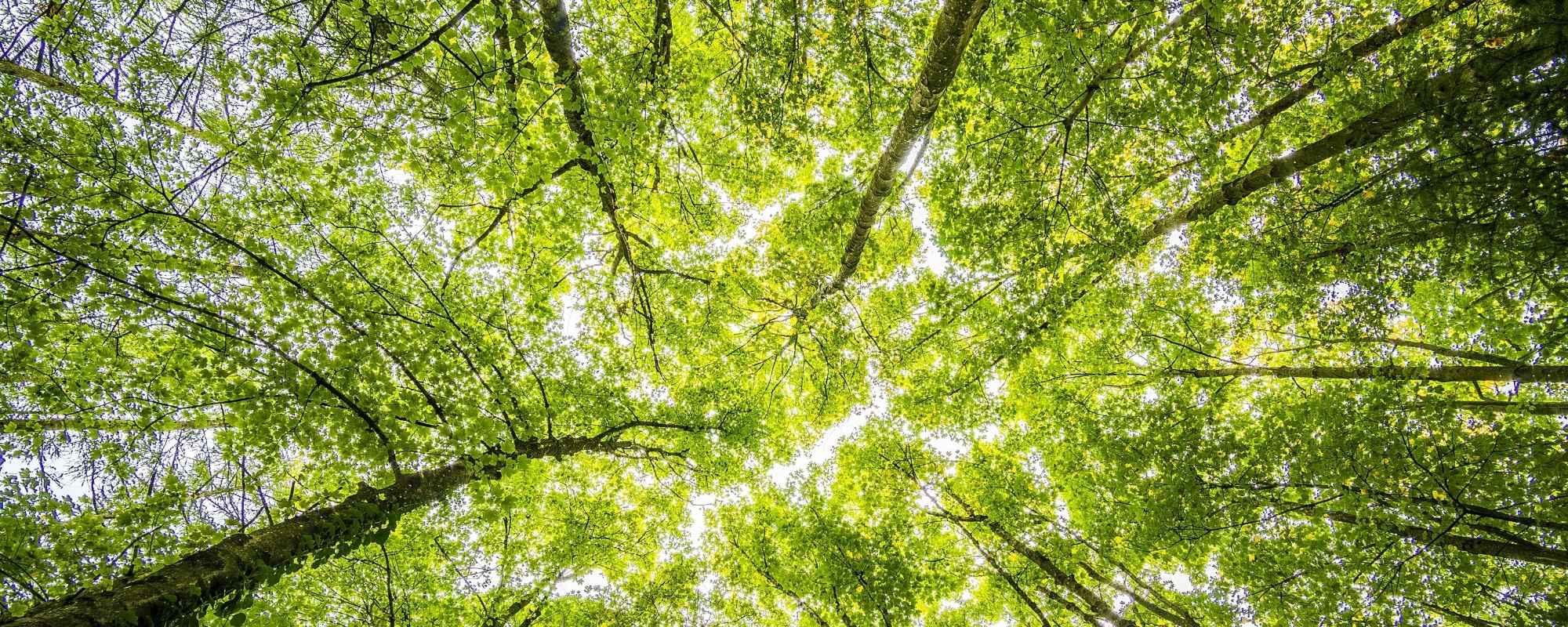 Giving tuesday pour la planète