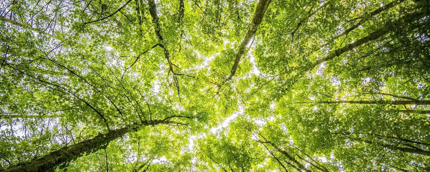 Arbres