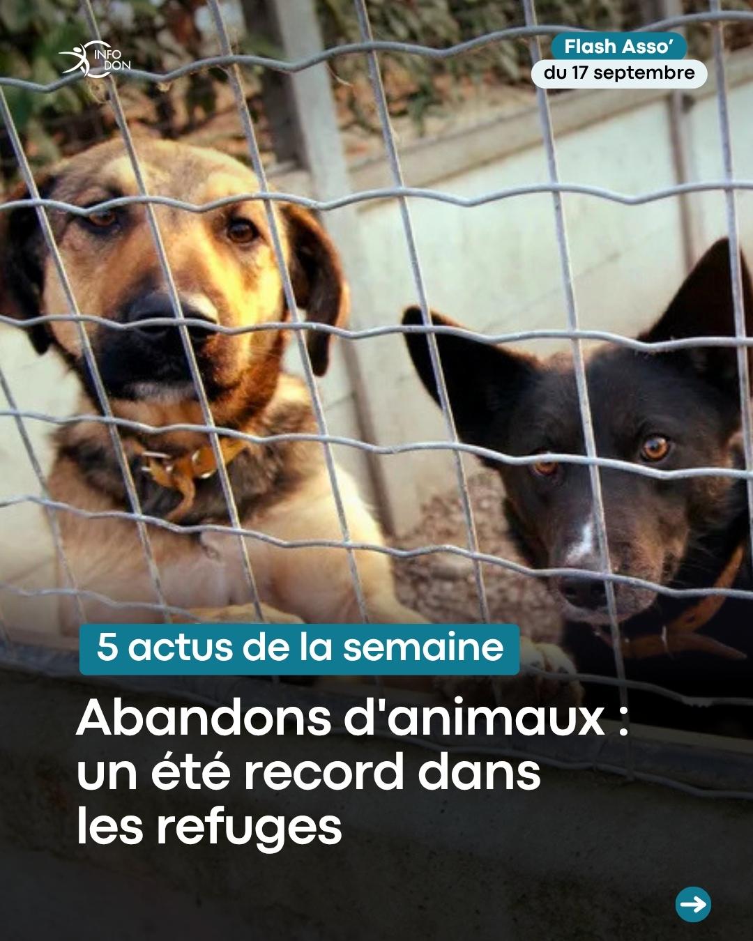 Cet été, près de 10 000 animaux ont été recueillis dans les 64 refuges de la SPA, soit une hausse de 20,8% par rapport à 2025. Chats et chiens sont les plus concernés, et les signalements pour maltraitance ont bondi de 57,9% entre l'été 2025 et l'été 2026. La SPA alerte sur la saturation de ses structures et appelle à des mesures fortes, comme la stérilisation et l'encadrement des ventes d'animaux.
