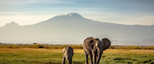 a qui donner pour la planète et les animaux